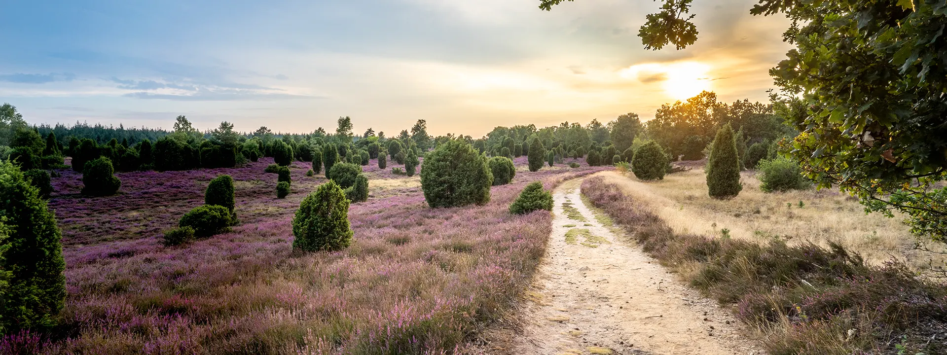 lueneburgerheide Lüneburger Heide in Bendestorf